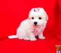 maltipoo puppy posted by NEW PUPPIES